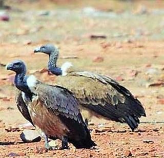 Worldwide attention of vulture conservation | गिधाड संवर्धनाची दखल जागतिक स्तरावर