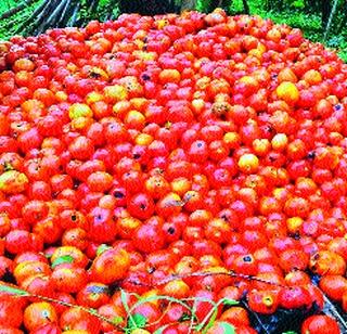 Tomato on the trumpet, and the smiling! | टोमॅटोवर तिरंगा, तर उसावर हुमणी!