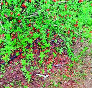 Due to rain, grape and pomegranate damage | पावसामुळे द्राक्ष, डाळिंबाचे नुकसान