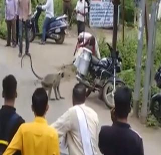 VIDEO - Monkeys struggle for control of the puppy! | VIDEO - पिल्लाचा ताबा मिळविण्यासाठी माकडांचा माणुसकीशी संघर्ष!