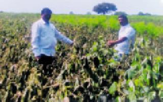 Large scale loss of cotton crop | पावसाने कापूस पिकाचे मोठ्या प्रमाणात नुकसान