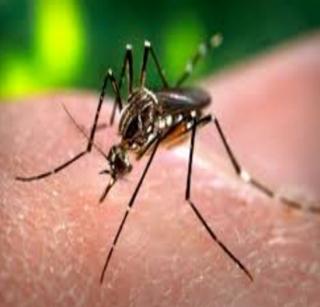 With dengue in Palghar | पालघरमध्ये डेंग्यूची साथ