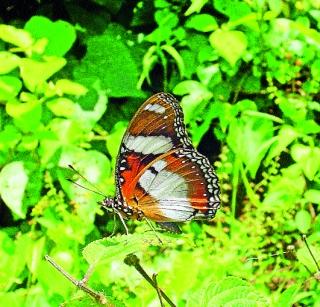 Festival of butterflies to Bhimashankar | भीमाशंकरला फुलपाखरांचा उत्सव Festival of butterflies to Bhimashankar | भीमाशंकरला फुलपाखरांचा उत्सव