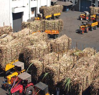 Factory aggressive to start the season of sugar factories from November | साखर कारखान्यांचा हंगाम नोव्हेंबरपासून सुरू करण्यासाठी कारखाने आक्रमक