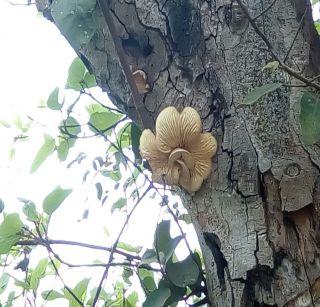 Mirage festoon flowers claim in police, fungi 'Anis' claim | मिरजेत उंबराच्या फुलाचा वाद पोलिसांत, बुरशी असल्याचा ‘अंनिस’चा दावा