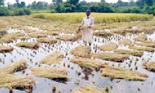 Ruins of paddy crop due to rain failure | पावसाच्या तडाख्याने धान पिकाची नासाडी