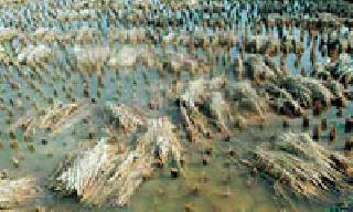 Light rainy ground floor rains | पावसाने हलके धान भुईसपाट Light rainy ground floor rains | पावसाने हलके धान भुईसपाट