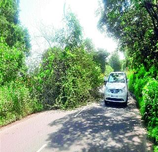 The victim of the youth who took the tree lying on the street in the morning | भोरमध्ये रस्त्यावर पडलेल्या झाडाने घेतला तरुणाचा बळी