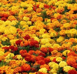 Due to the increase in demand, the marigold food prices | दसऱ्याला मागणी वाढल्यामुळे झेंडू खातोय भाव Due to the increase in demand, the marigold food prices | दसऱ्याला मागणी वाढल्यामुळे झेंडू खातोय भाव