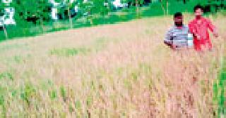 The papaya dried by spraying pesticides | कीडनाशक फवारणीमुळे धानपीक वाळले The papaya dried by spraying pesticides | कीडनाशक फवारणीमुळे धानपीक वाळले