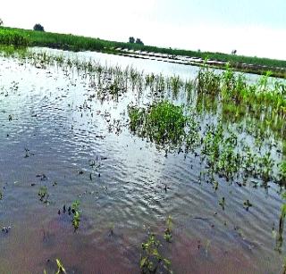 The crops are gone in the water | पिके गेली पाण्यात