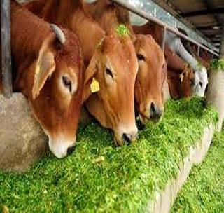 Central Government initiative 'Kho' in Vidarbha! | केंद्रशासनाच्या उपक्रमाला विदर्भात ‘खो’! Central Government initiative 'Kho' in Vidarbha! | केंद्रशासनाच्या उपक्रमाला विदर्भात ‘खो’!