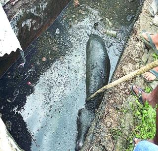 Railway Colony became dangerous | रेल्वे कॉलनी बनली धोकादायक Railway Colony became dangerous | रेल्वे कॉलनी बनली धोकादायक