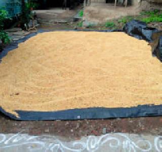 Immediately after getting the nail, the soybean growers | उघाड मिळताच सोयाबीन उत्पादकांची लगबग Immediately after getting the nail, the soybean growers | उघाड मिळताच सोयाबीन उत्पादकांची लगबग