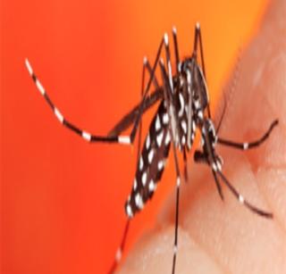 Chikungunya to Mumbai after Poona | पुण्यापाठोपाठ मुंबईत चौघांना चिकुनगुनिया