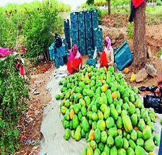 Lakhpati due to papaya crop in Galandwadi | गलांडवाडीत पपई पिकामुळे लखपती