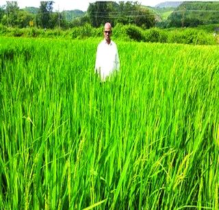 Due to the crisis of sowing sowing, Lee stubbornly overcome | दुबार पेरणीच्या संकटावर के ली जिद्दीने मात Due to the crisis of sowing sowing, Lee stubbornly overcome | दुबार पेरणीच्या संकटावर के ली जिद्दीने मात