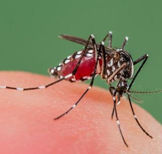 Dengue 407 cases in seven days in the state | राज्यात सात दिवसात डेंग्यूचे ४०७ रुग्ण