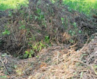 42 thousand hectare soybean inhibited | ४२ हजार हेक्टरवरील सोयाबीन बाधित 42 thousand hectare soybean inhibited | ४२ हजार हेक्टरवरील सोयाबीन बाधित