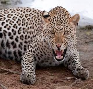 Two injured in leopard attack | बिबट्याच्या हल्ल्यात दोन जखमी