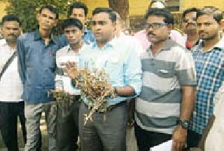 Soybeans damage by return rains | परतीच्या पावसाने सोयाबीनचे नुकसान