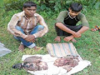 The two hunter hunters were arrested | रानडुकरांची शिकार करणाऱ्या दोघांना अटक The two hunter hunters were arrested | रानडुकरांची शिकार करणाऱ्या दोघांना अटक