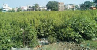 Bunch of shrubs in the city of Samartha | समर्थ नगरीला झुडपांचा विळखा Bunch of shrubs in the city of Samartha | समर्थ नगरीला झुडपांचा विळखा