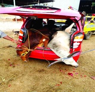 Inhuman smuggling of cattle in the car's Dicky | कारच्या डिकीमध्ये कोंबून गुरांची अमानुष तस्करी Inhuman smuggling of cattle in the car's Dicky | कारच्या डिकीमध्ये कोंबून गुरांची अमानुष तस्करी