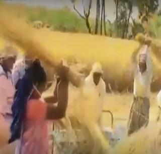 VIDEO: Hurry hurriedly in Kolhapur | VIDEO : कोल्हापूरमध्ये उडाली भातकापणीची धांदल VIDEO: Hurry hurriedly in Kolhapur | VIDEO : कोल्हापूरमध्ये उडाली भातकापणीची धांदल