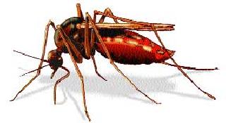Proposal for the establishment of a municipal committee for the control of mosquitoes | डास नियंत्रणासाठी महापालिकेचा समिती स्थापनेचा प्रस्ताव Proposal for the establishment of a municipal committee for the control of mosquitoes | डास नियंत्रणासाठी महापालिकेचा समिती स्थापनेचा प्रस्ताव