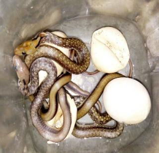 5 piglets born by artificially boiling snake eggs | सापाच्या अंड्याना कृत्रिमरित्या उब देवून ५ पिलांचा जन्म