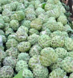 Sitaphalas increased inwardly, the price rose only | सीताफळांची आवक वाढली, भाव मात्र वधारले Sitaphalas increased inwardly, the price rose only | सीताफळांची आवक वाढली, भाव मात्र वधारले