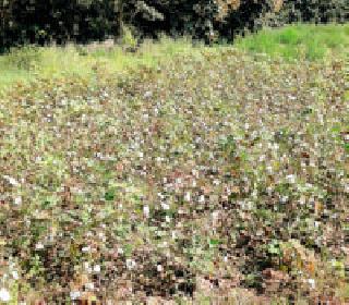 Who is going to cut cotton? | कापूस फुटला...वेचणार कोण?.. Who is going to cut cotton? | कापूस फुटला...वेचणार कोण?..