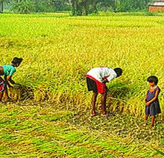 Labors have become expensive for irrigating | भातकापणीसाठी मजूर महागले Labors have become expensive for irrigating | भातकापणीसाठी मजूर महागले