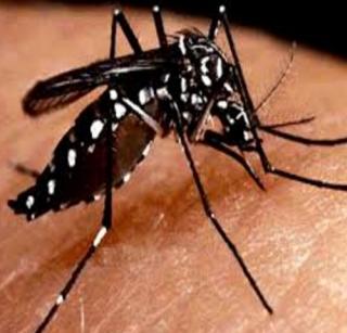 Another Dengue Disease | टिटवाळ्यात डेंग्यूचा आणखी एक रूग्ण