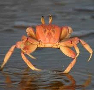 Name of the new species of crab | खेकड्याच्या नव्या प्रजातीला ठाकरेंचं नाव