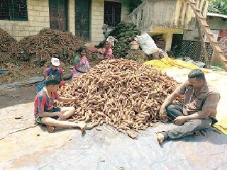 Ratli in Shahuwadi markets in Gujarat | शाहूवाडीतील रताळी गुजरातच्या बाजारात