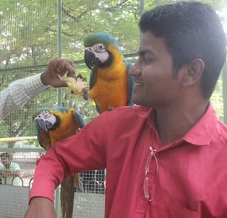 In the Solapur zoo, the birds with 'Macau' were attacked | सोलापूर प्राणिसंग्रहालयात 'मकाऊ'सह आफ्रिकन पक्षी दाखल