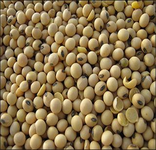 Buy soybean through 'NAFED' | ‘नाफेड’मार्फत सोयाबीन खरेदी