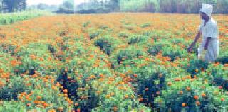 Flame Flowers: | झेंडुची फुले :