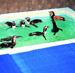 Opponents surrounded Shiv Sena due to the death of penguins | पेंग्विन मृत्यूमुळे शिवसेनेला विरोधकांनी घेरले