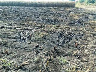 Due to the short circuit, three acres of maize were burnt with corn | शॉर्टसर्किटमुळे तीन एकर मका कणसासह जळून खाक