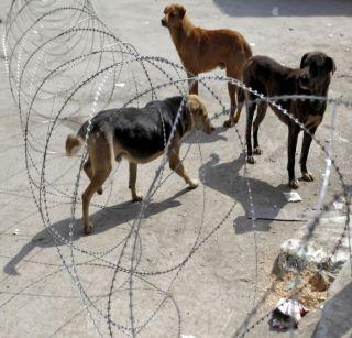 The gold coins will be given to the wandering dogs | भटक्या कुत्र्यांना मारल्यास मिळणार सोन्याचं नाणं