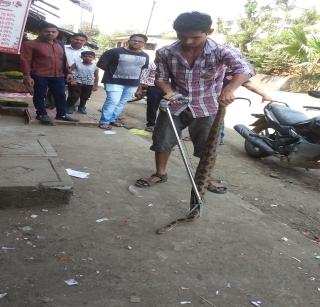 Snake snake found 4-foot-long and 5 kg snake-snake | टिटवाळ्यात 4 फुटी लांब व 5 किलो वजनाचा साप घोणस जातीचा साप सापडला