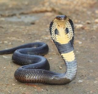 The live snake which came out of the tap in Kalyan | कल्याणमध्ये नळातून बाहेर पडला जिवंत साप