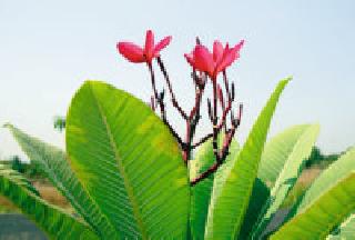 Sonchaafa flower: | सोनचाफा फुलला :