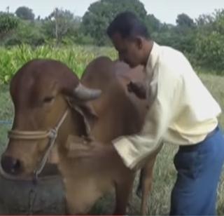 VIDEO - Their world of agriculture; The boys were saved! | VIDEO - शेतीच त्यांचा संसार; गुरं झाली मुलंबाळं !