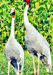 Cultivation of storks due to lake pond | तलावातील बेटांमुळे सारसांचे संवर्धन Cultivation of storks due to lake pond | तलावातील बेटांमुळे सारसांचे संवर्धन