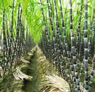 On the way to burning sugarcane in the Sangvi area | सांगवी परिसरातील ऊस जळण्याच्या मार्गावर