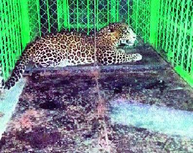 Leopard at Pomphed | पिंपखेड येथे बिबट्या जेरबंद